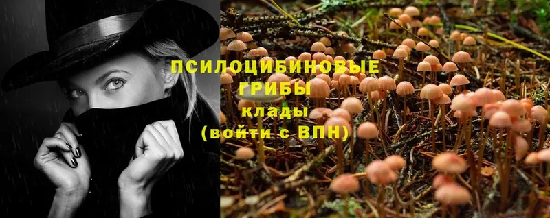 Галлюциногенные грибы Psilocybe  Себеж 